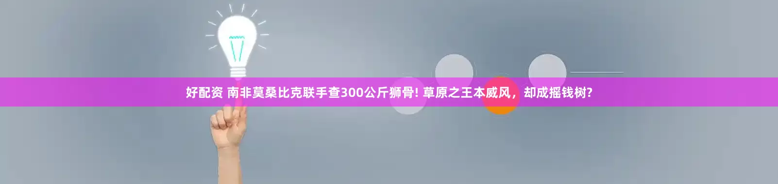 好配资 南非莫桑比克联手查300公斤狮骨! 草原之王本威风，却成摇钱树?